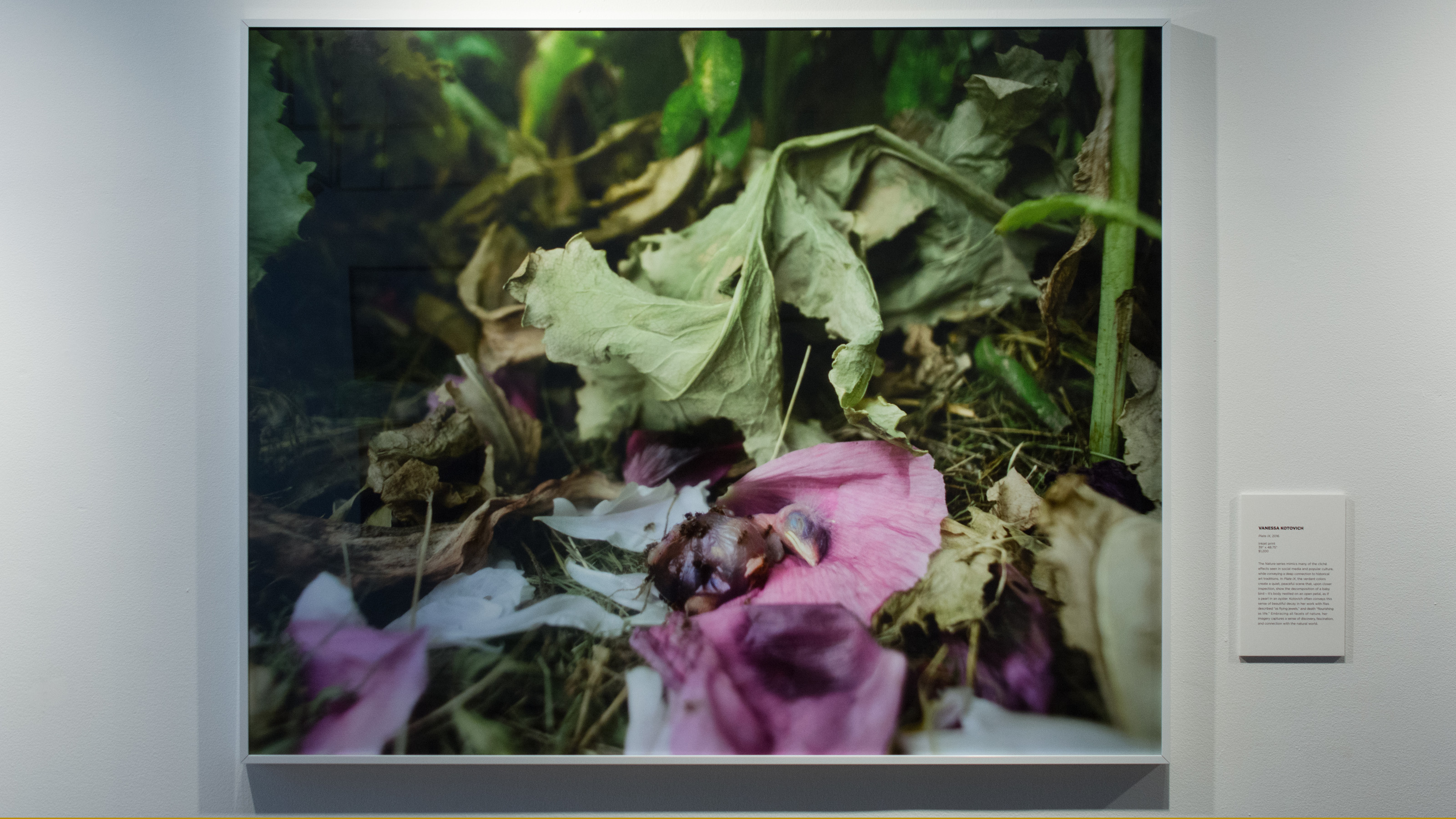 Visual Analogies: The Photography of Vanessa Kotovich and Penn Chan