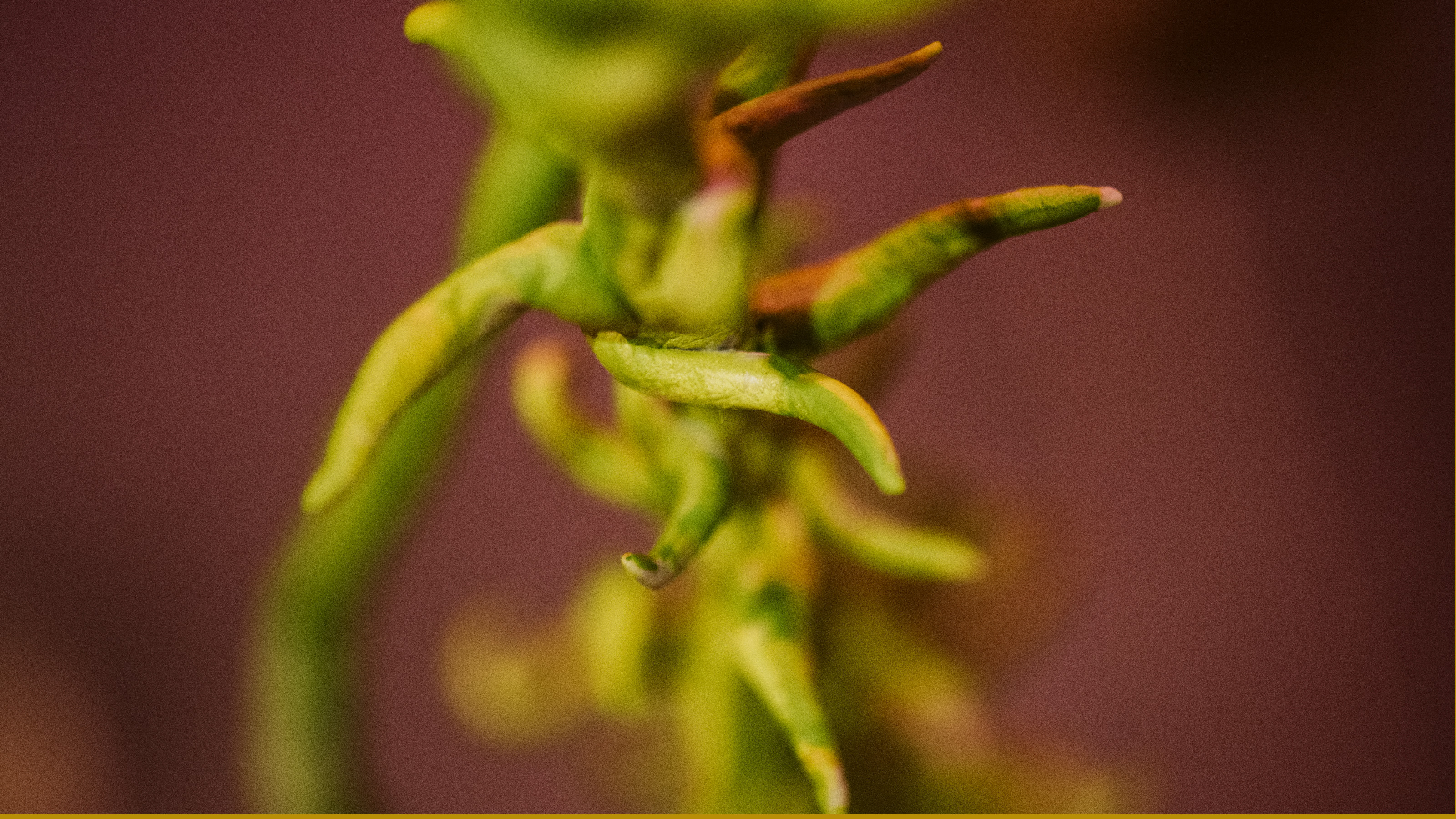 Estefania Puerta: Sore Mouth Swore, BCA Center Installation