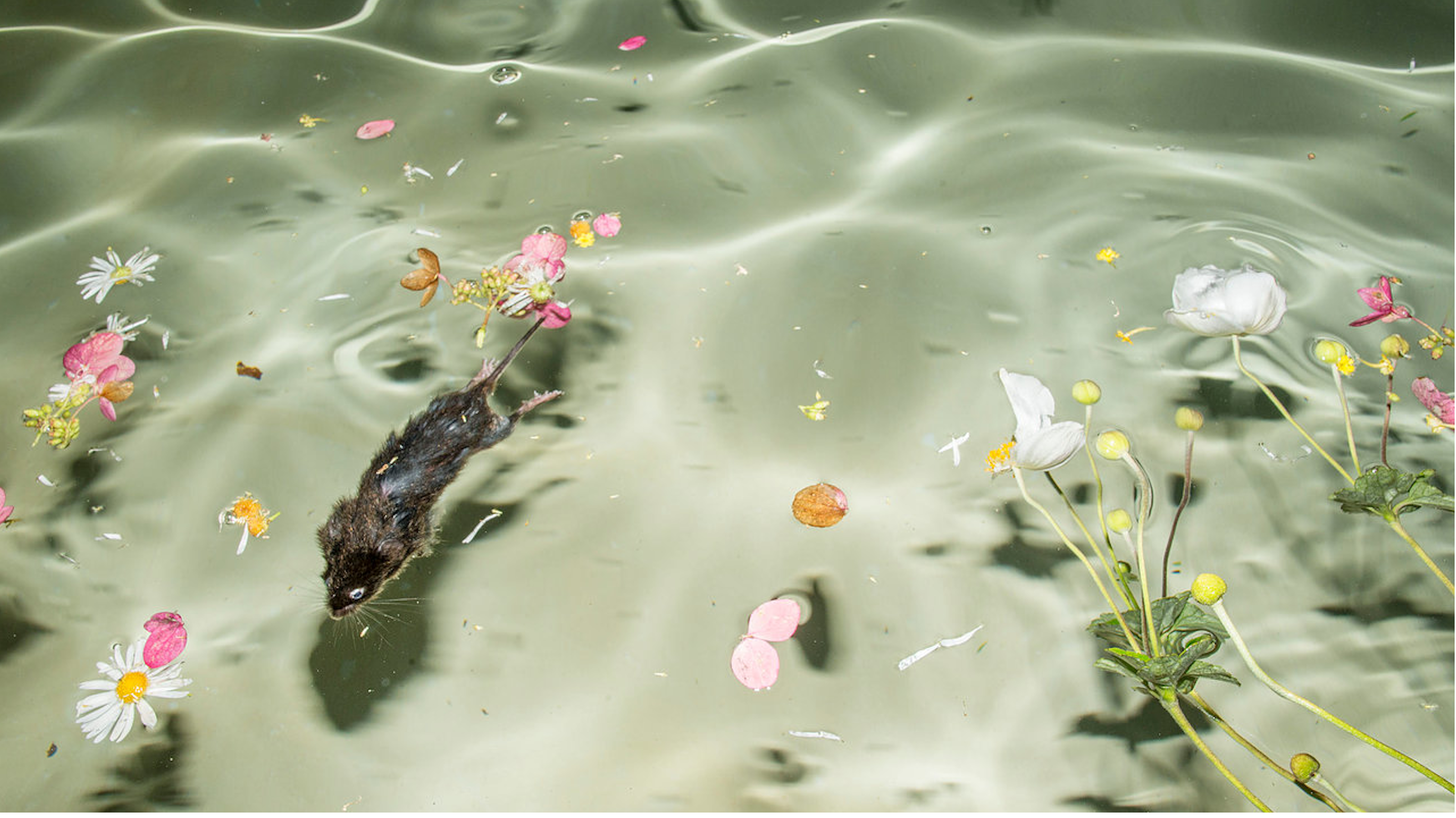 Visual Analogies: The Photography of Vanessa Kotovich and Penn Chan