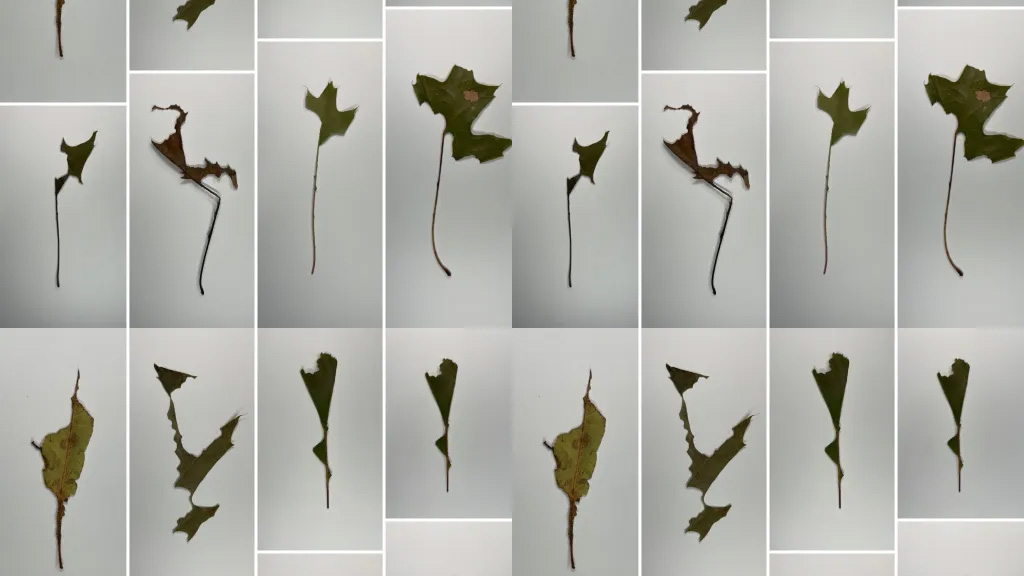A staggered grid of images of leaf shards, in varying shades of brownish green, against grey backgrounds