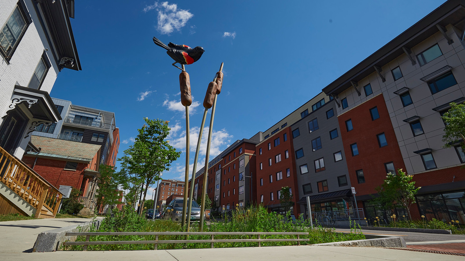 An outdoor sculpture of large cattails with a black bird with red and yellow patches on its wings balanced atop. The statue sits in a green grassy area on a Burlington city street with a blue sky above.  