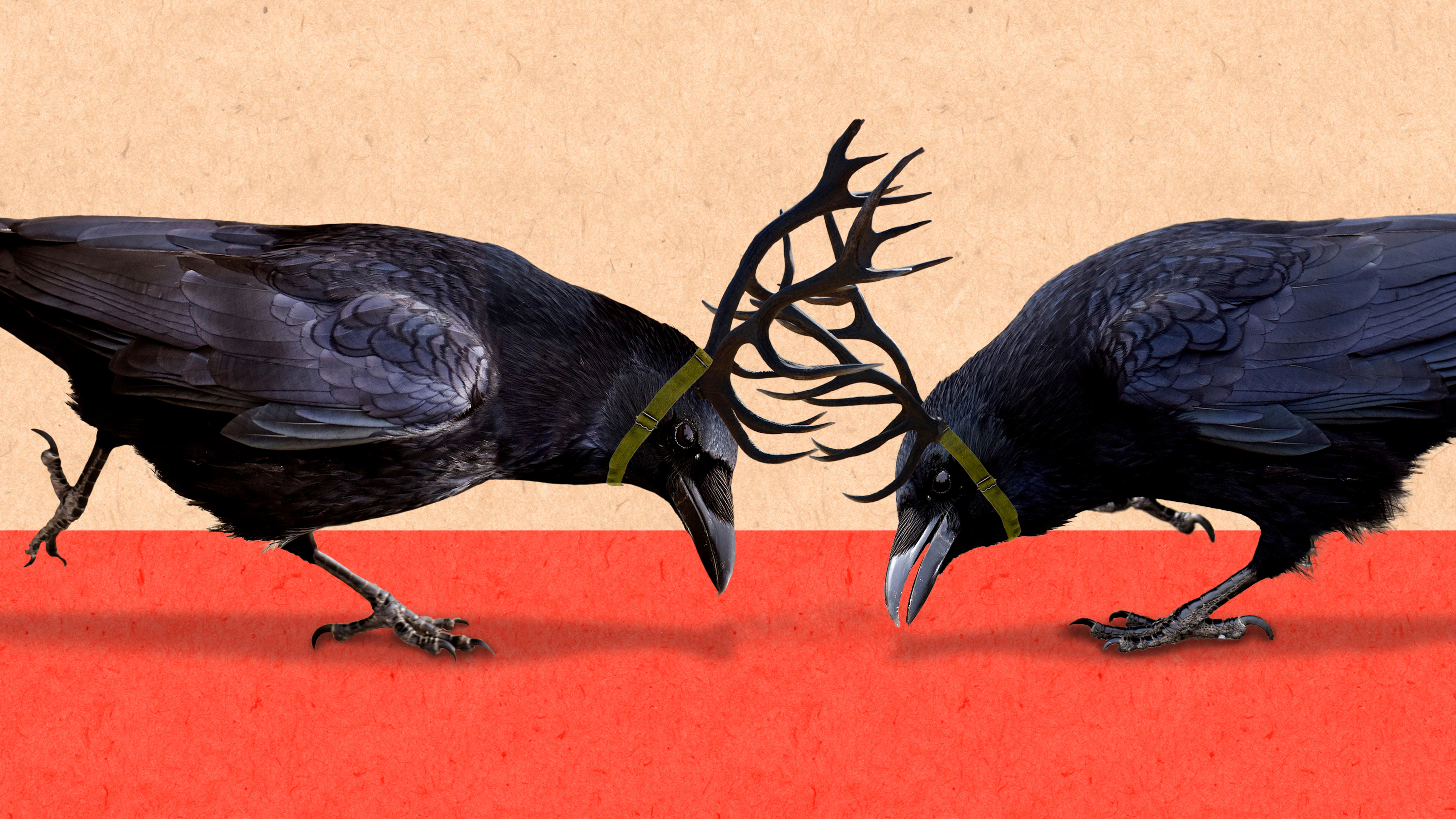 A digital illustration of two black crows with antlers strapped to their heads, locked in a headbutt. They stand on a red surface against a peach background