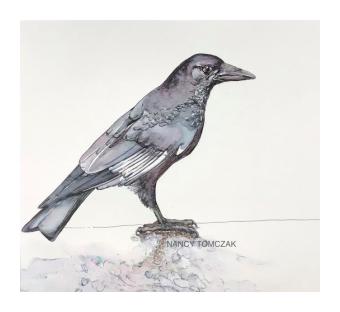 a painting of a perched crow with slate grey feathers 