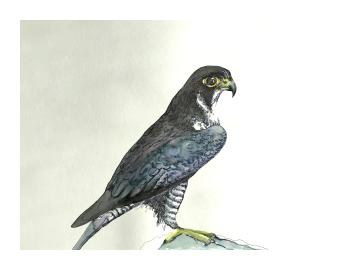 A painting of a falcon with brown and grey feathers and yellow beak, perched on a rock