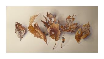 A watercolor painting of 5 fallen leaves on a white background.