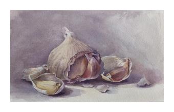 a watercolor painting of an open bulb of garlic using greys, purples, whites, and yellows.