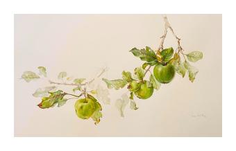 A watercolor painting of green apples on a tree branch on a white background.