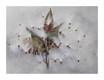 A watercolor painting of a milkweed plant using colors of green, white, red, and greys.