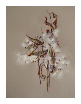 giclee print of a milkweed and a tree sparrow on the background of a light brown/tan.
