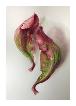 A watercolor painting of a pink and green Pitcher plant on a white background