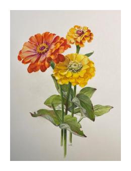 A watercolor painting of three bloomed orange and yellow hued flowers on their stem against a white background.