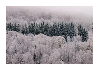 inkjet print of an evergreen tree line