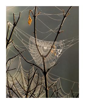 inkjet print of a spider web