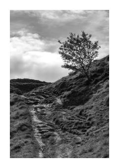 inkjet print of a tree on a mountain