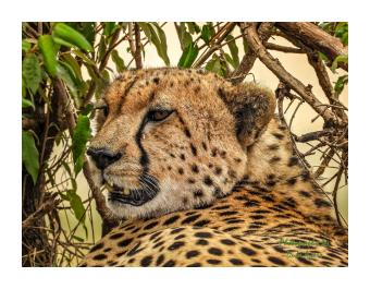 Photograph of a close up of a cheetah looking over its shoulder at the camera  with a foliage background