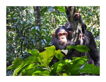 Photograph of a chimpanzee staring at the camera whilst hanging off a tree.