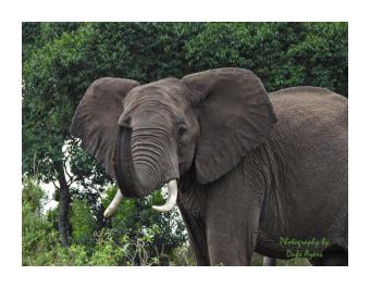 Photograph of a grey elephant on a forest background.