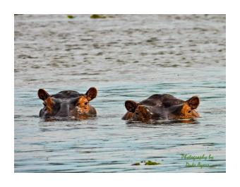 Photograph of two hippos peering from the water's surface, only top of head and eyes visible.