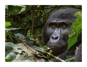 Photograph of a close up of a silverback gorilla.