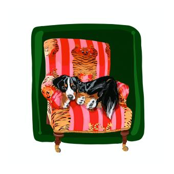 Bernese on decorative chair with pink & red stripes and tiger motif. Deep green background. 