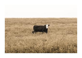 Photograph of a black and white cow in a yellow pasture with an almost pure white sky behind. 