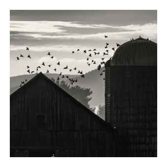 Black & White Photograph of the top of a barn and grain silo where several birds are flying off. 