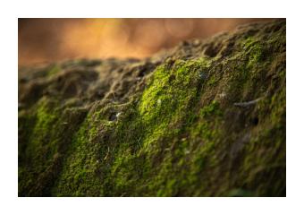 Closeup photography of the mossy edge of a rock. 