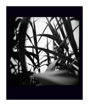 B&W photograph depicting a close up of blades of grass.