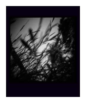 B&W photograph depicting motion blurred blades of grass.
