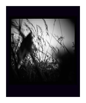 B&W photograph depicting a close up of blades of grass.