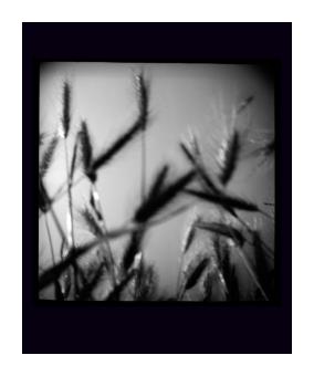 B&W photograph depicting a close up of grain stems. 