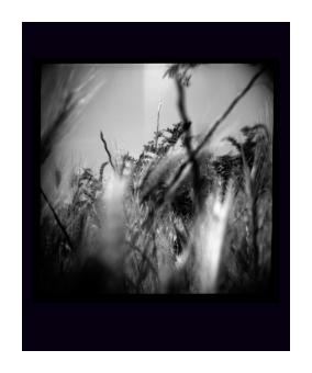 B&W photograph depicting a close up of a corn stalk. 