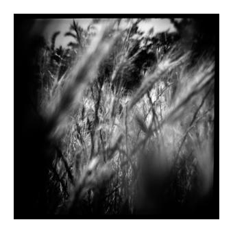 B&W photograph depicting a motion blurred shot of stalks in the wind. 