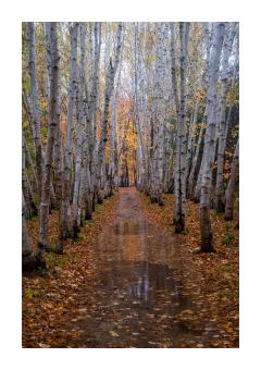 Photograph of a path through a birch forest in fall.