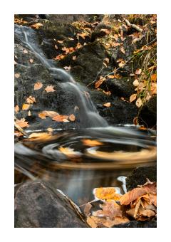 Photograph of water swirling with yellow foliage.