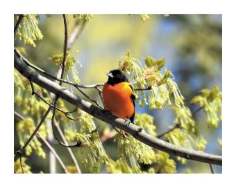 Photograph depicting a baltimore oriole perched on a branch.