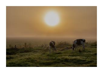 Photograph of a foggy sunrise among a pasture with two cows. 