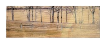 Photograph of a yellow field with bare trees. 