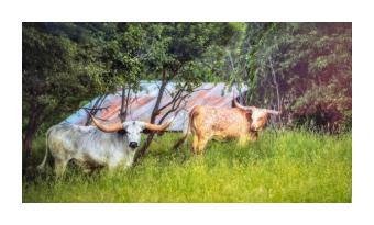 Photograph of texas longhorns in a green pasture. 