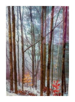 Photograph of trees in the fog with red tint as a predominant color. 