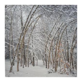 Photograph of a birch forest covered in snow. 