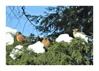 Picture of a group of three robins perched on a snow covered fir branch