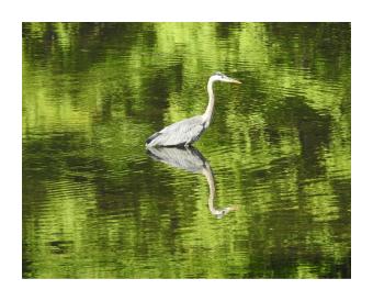 Photograph depicting a great blue heron in the water, which reflects green foliage. 