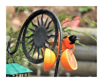 Photograph of an orange baltimore oriole perched on a garden decoration