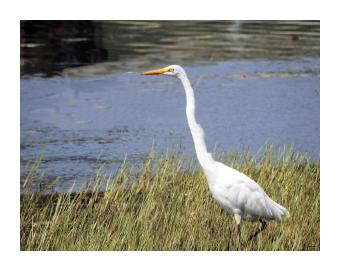 Photo of an egret standing among yellow reeds next to a water's edge