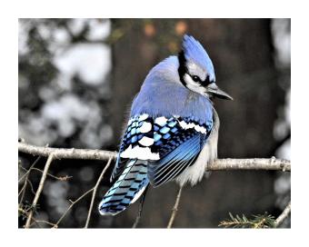 Photograph of a blue jay perched on a branch