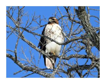 Red tailed hawk perched among leafless branches against a stark blue sky