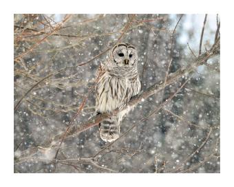 Photograph of a barred owl that blends into the brown background