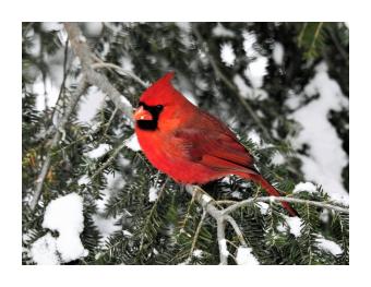 Photograph of a red cardinal perched in a snowy branch