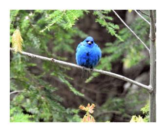 Photograph of a bright blue indigo bunting